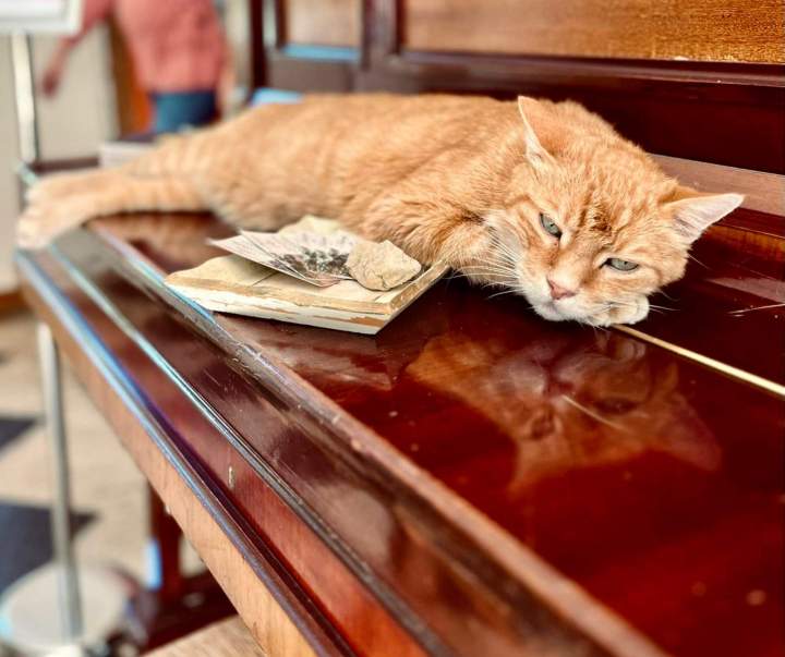 Chat domestique Niort